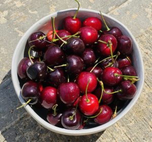 4 Reasons To Reach For Sweet Cherries When Coping With Stress Dr. Will Cole 1